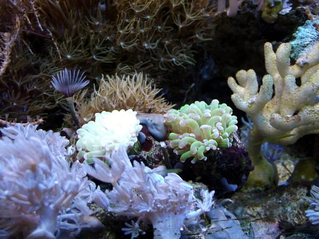 Moje akwarium morskie z rybkami i roślinkami tropikalnymi